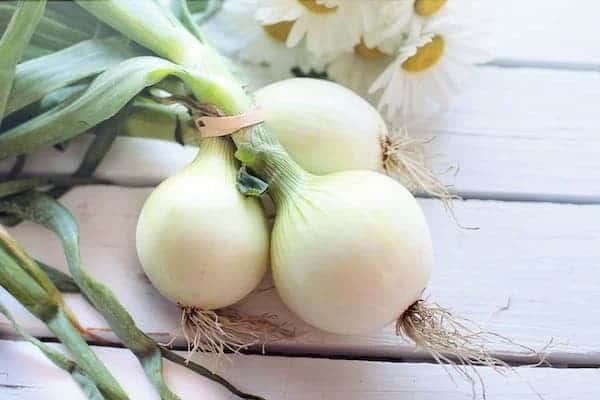 white onion