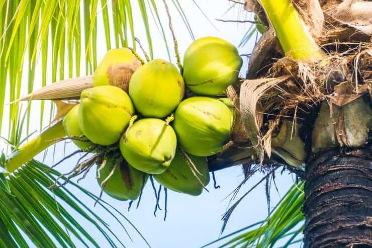 Green Coconuts